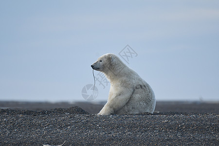 北极的阿拉斯加白北极熊环境毛皮男性生存支撑太阳全球海岸动物濒危图片