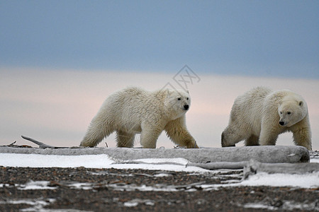 北极的阿拉斯加白北极熊海岸村庄野生动物全球幼崽荒野动物生存哺乳动物毛皮图片