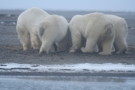 北极的阿拉斯加白北极熊毛皮全球幼崽村庄气候濒危气候变化环境男性太阳图片
