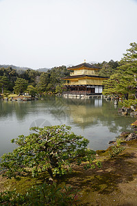 京都金金锦菊松树森林纪念碑公园佛教徒反射旅游亭子金子地标图片