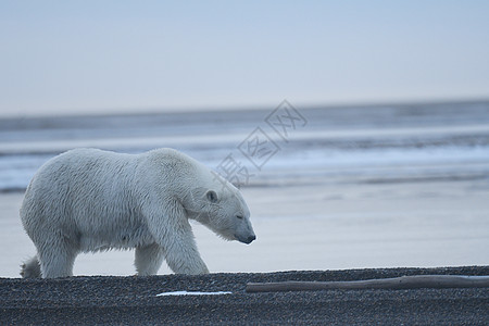 北极的阿拉斯加白北极熊幼崽濒危全球男性海岸荒野野生动物生存哺乳动物环境图片