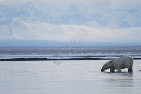 北极的阿拉斯加白北极熊生存环境野生动物气候变化毛皮气候海岸男性捕食者海洋图片