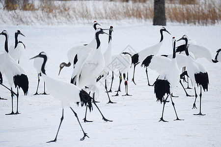 日本起重机红冠鸟类红色季节黑色动物野生动物荒野白色夫妻图片