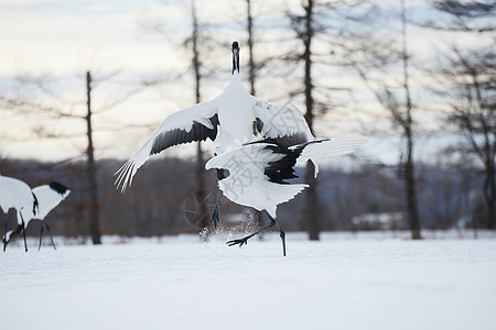 日本起重机夫妻白色荒野红色季节黑色鸟类红冠野生动物动物图片