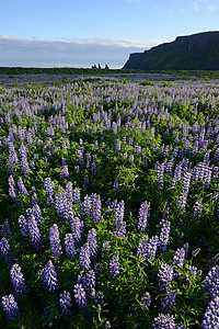 冰岛的Lupine植物旅行旅游紫色地标农村荒野场地宗教图片