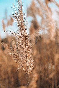 潘帕斯草 干米色芦苇 抽象的自然背景 柔和的中性色彩 大地色调 美丽的自然潮流装饰植物群宏观海报中性色天空草地场地农业芦苇花乡村背景图片