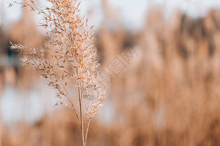 潘帕斯草 干米色芦苇 抽象的自然背景 柔和的中性色彩 大地色调 美丽的自然潮流装饰设计植物群博客草本植物草地乡村干草场地中性色天图片