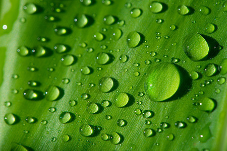 绿叶 加上水滴植物宏观生长热带环境水分液体雨滴天气叶子图片