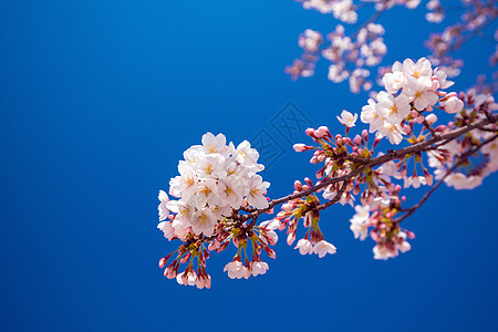 粉红萨库拉花朵对抗蓝天图片