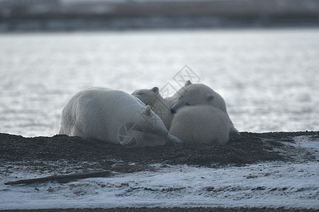 北极的阿拉斯加白北极熊生存气候荒野野生动物捕食者动物太阳濒危幼崽气候变化图片