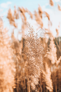 潘帕斯草 干米色芦苇 抽象的自然背景 柔和的中性色彩 大地色调 美丽的自然潮流装饰海报植物群设计农业场地宏观草地乡村季节芦苇花图片