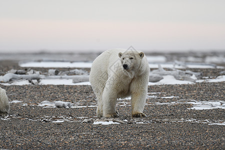 北极的阿拉斯加白北极熊男性村庄气候变化海岸野生动物太阳气候海洋动物濒危图片