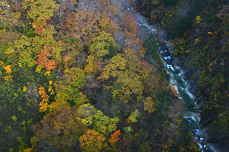 Aomori附近Tohoku地区一个河谷的秋树树叶黄色公园红色旅行橙子树木旅游森林叶子图片