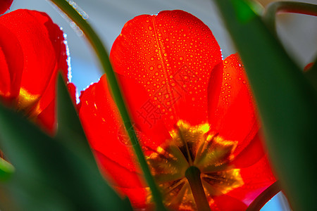 花园里的红色郁金香花 在开花期间的美丽的郁金香 杂交品种 选择性的焦点 自然春天背景公园花束季节植物群叶子农业植物阳光花店生长图片