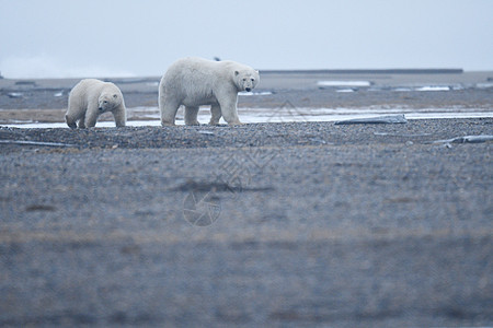 北极的阿拉斯加白北极熊太阳野生动物气候变化荒野全球动物海洋气候毛皮海岸图片