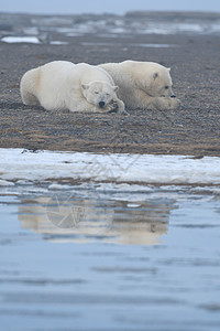北极的阿拉斯加白北极熊毛皮幼崽气候变化濒危气候全球哺乳动物男性荒野野生动物图片