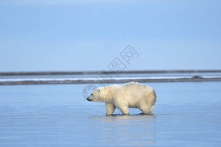 北极的阿拉斯加白北极熊海洋野生动物哺乳动物气候太阳村庄捕食者环境气候变化生存图片