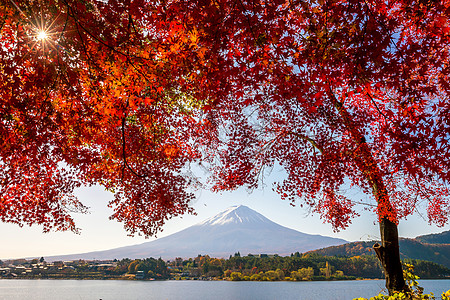 秋天富士山 有红青树叶季节旅行公吨天际天空树叶风景地标场景叶子图片