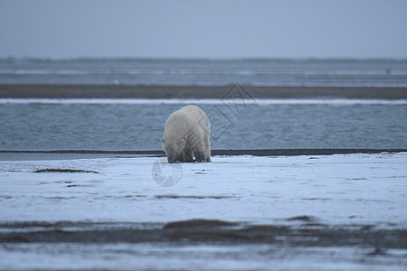 北极的阿拉斯加白北极熊幼崽海岸全球支撑男性动物气候海洋村庄生存图片