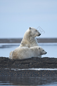 北极的阿拉斯加白北极熊太阳野生动物海洋动物荒野濒危气候变化哺乳动物生存男性图片