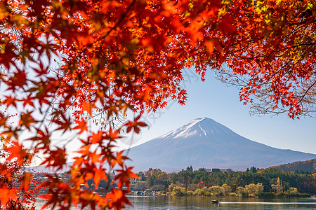 秋天富士山 有红青树叶火山反射风景旅行旅游树叶地标叶子天际季节图片