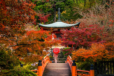 秋天 京都 大地寺庙和多彩的木瓜树醍醐女孩植物浴衣神社建筑女性橙子叶子宝塔图片