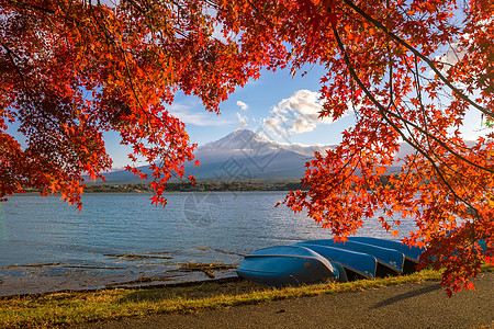 秋天富士山 有红青树叶渔夫季节公吨地标旅游反射天际场景叶子火山图片