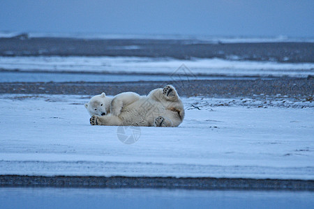 北极的阿拉斯加白北极熊男性哺乳动物海岸濒危捕食者生存荒野动物野生动物村庄图片