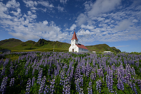 冰岛的Lupine教会荒野旅行紫色植物农村宗教地标旅游场地图片