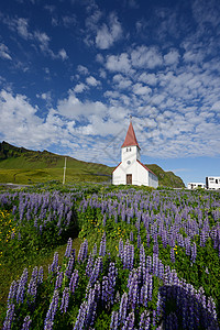 冰岛的Lupine地标宗教旅游教会旅行植物场地荒野紫色农村图片