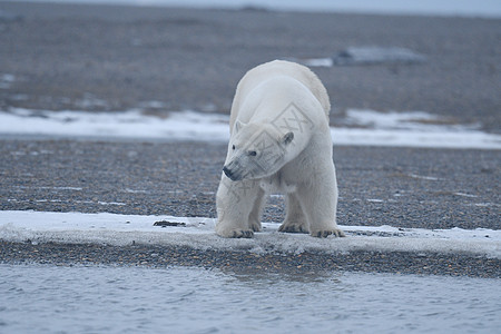 北极的阿拉斯加白北极熊海岸环境毛皮生存太阳野生动物气候村庄荒野海洋图片