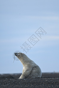 北极的阿拉斯加白北极熊野生动物海洋濒危气候变化全球男性生存环境捕食者村庄图片