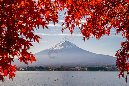 秋天富士山 有红青树叶旅行地标旅游天际场景风景公吨树叶反射火山图片