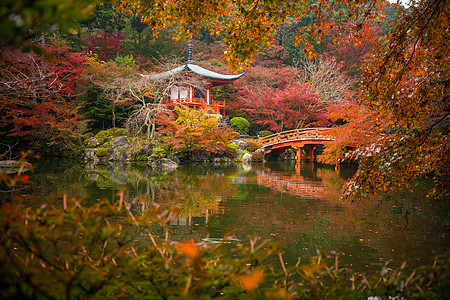 秋天 京都 大地寺庙和多彩的木瓜树橙子建筑公园神社叶子季节佛教徒建筑学宝塔宗教图片