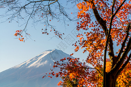 秋天富士山 有红青树叶旅行公吨季节反射火山场景天空叶子树叶天际图片