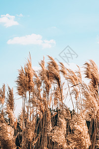 潘帕斯草 干米色芦苇 抽象的自然背景 柔和的中性色彩 大地色调 美丽的自然潮流装饰博客大草原宏观场地天空植物群芦苇花季节农业干草图片