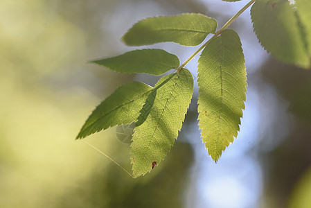 在阳光下特写罗文叶植物太阳天空绿色宏观美丽树叶叶子生长季节图片