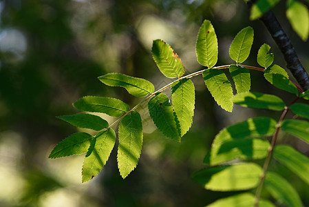 在阳光下特写罗文叶植物叶子季节树叶绿色太阳美丽森林环境生长图片