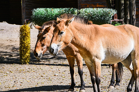 Przewalski的马也叫蒙古野马 是动物园中稀有和濒危的马图片