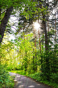 穿过美丽而野外的森林的路 阳光穿过树木 穿过茂密的松林和蓝天和阳光的小路叶子日出植物公园国家远足太阳射线场景环境图片