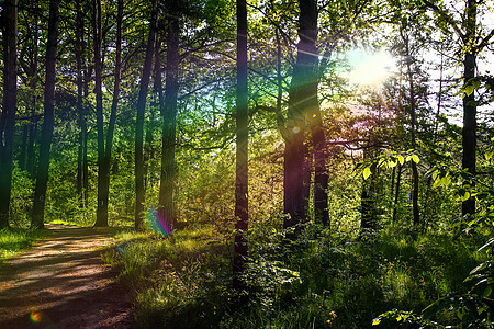 穿过美丽而野外的森林的路 阳光穿过树木 穿过茂密的松林和蓝天和阳光的小路树干环境阴影植物日出叶子树叶薄雾公园木头图片