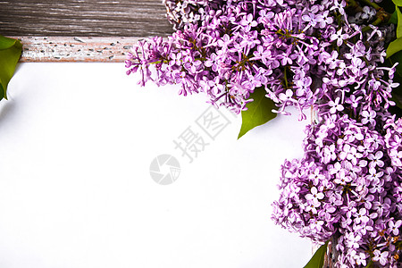 春花 木本底的花朵 顶部视图 平板铺地 文本复制空间桌子紫色植物学框架植物群花束花瓣边界婚礼植物图片