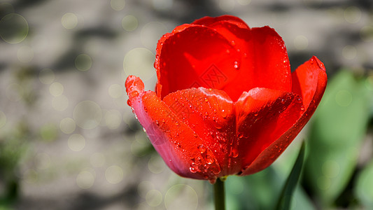 夏日中花园里漂亮的花朵 在阳光明媚的白天 绿色风景 红郁金香花瓣天空紫色植物群生长叶子植物植物学团体公园背景图片