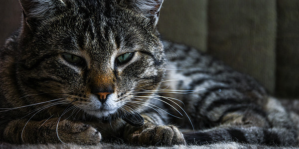 家居黑棕猫和绿眼猫的近身肖像 绿色眼睛的近相图片