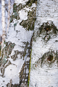 与黑白桦树皮的年轻桦树在桦树树丛的春天以其他桦树为背景环境叶子季节公园木头阳光树林树干场景材料图片