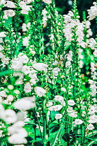 白白处女眼镜 雪冠 野白花灌丛 水晶峰白色 垂直照片图片