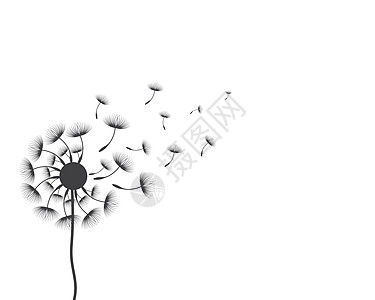 它制作图案蒲公英矢量植物天空草地植物学插图脆弱性白色黑色艺术种子图片
