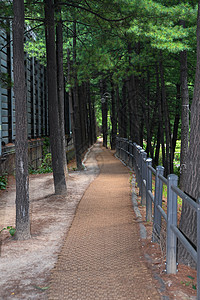 森林路径背景蓝色小路踪迹树木公园旅行环境植物栅栏远足图片