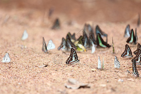 地面蝴蝶群落翅膀荒野植物天线动物条纹石墨热带白色生物学图片
