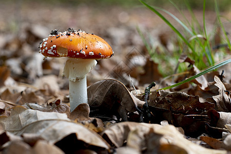 林性有毒的不可食食用蘑菇 具有森林性质危险菌类毒蝇宏观植物地面侏儒魔法生物学伞菌图片